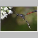 Gasteruption jaculator - Gichtwespe w02c 15mm - OS-Hellern Waldwiese det.jpg